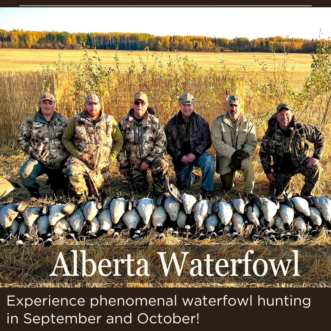 Waterfowl in Alberta