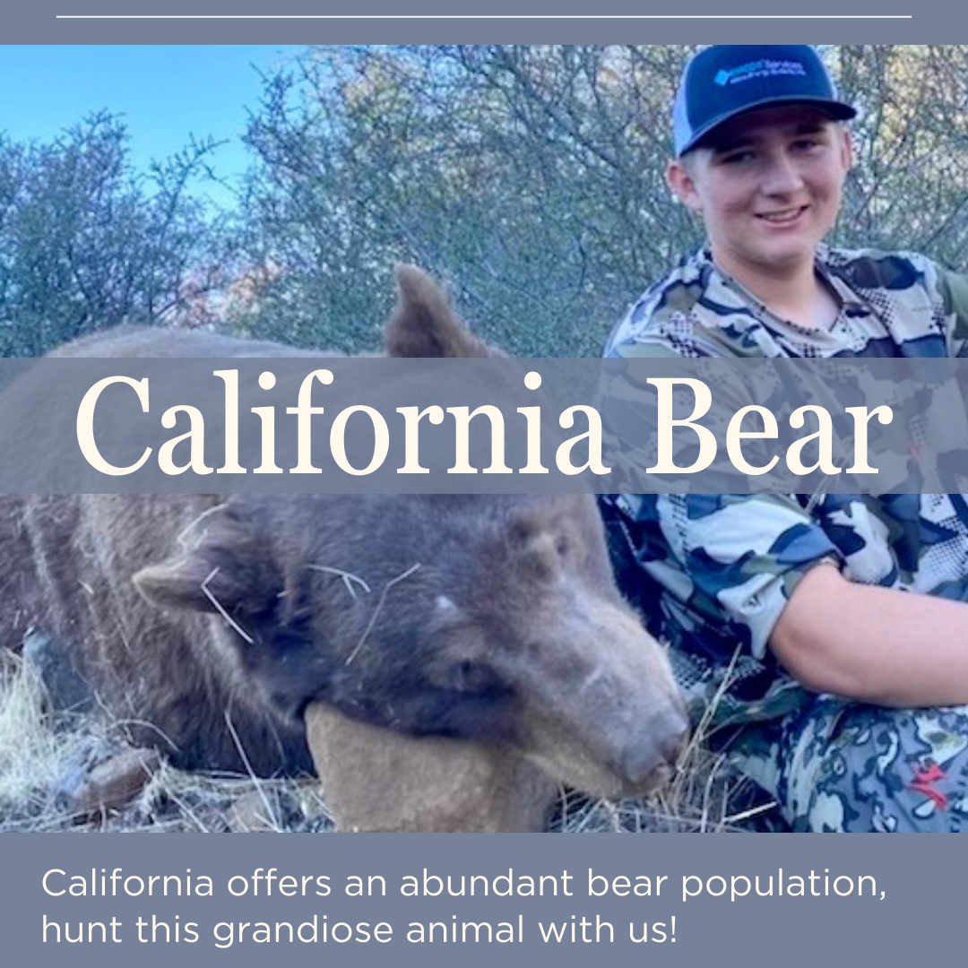 California bear hunts