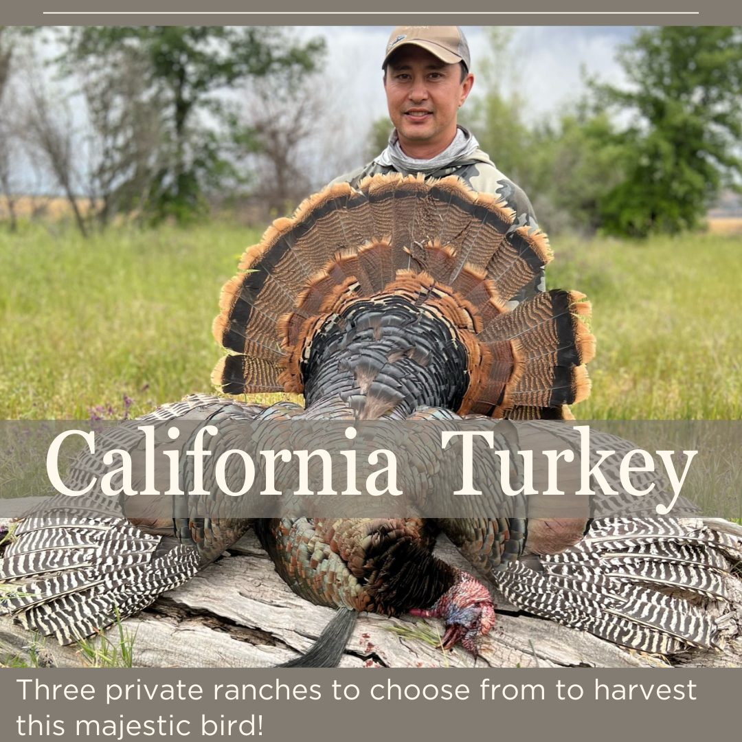 California turkey hunt