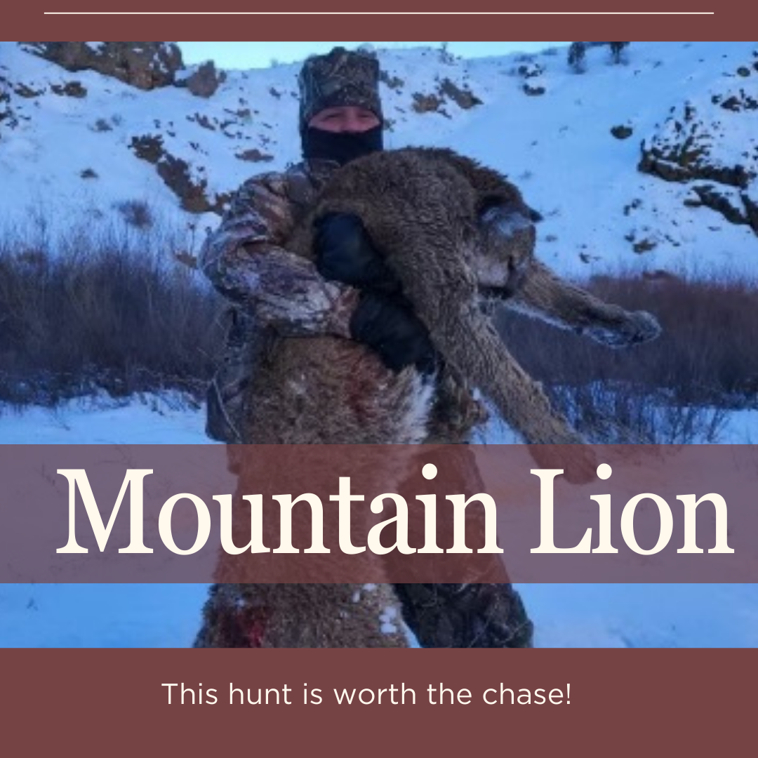 Nevada mountain lion hunt